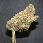 Tropicana Cookies Bud