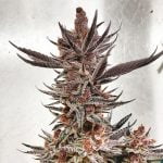 Tropicana Cookies Marijuana Strain