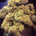 White Buffalo Bud