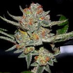 White Buffalo Marijuana Strain