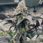 White Runtz Marijuana Strain