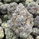 White Runtz Strain Marijuana Plant