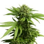 Wookies Marijuana Strain