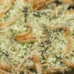 Wookies Strain Marijuana Plant