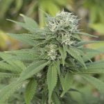 3 Kings Marijuana Strain