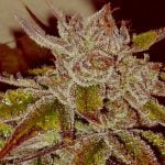 Acapulco Gold Strain Marijuana Plant