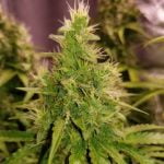 AK-47 Marijuana Strain