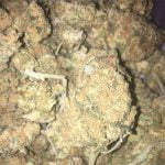 AK-47 Strain Marijuana Plant