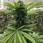 Amnesia Haze Marijuana Strain