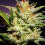 Amnesia Haze Strain Marijuana Plant