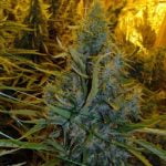 Amnesia Marijuana Strain