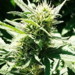 Apple Jack Marijuana Strain