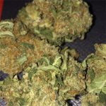 Apple Jack Strain Marijuana Plant