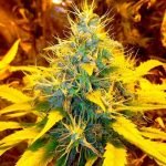 Banana Kush Marijuana Strain