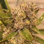 Banana Kush Strain Marijuana Plant