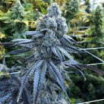 Billy Kimber Marijuana Strain