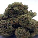 Billy Kimber Strain Marijuana Plant