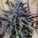 Black Cherry Soda Marijuana Strain
