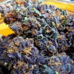 Black Cherry Soda Strain Marijuana Plant