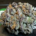 Black Widow Bud