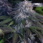 Black Widow Marijuana Strain