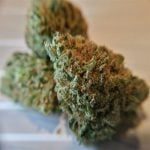 Black Widow Strain Marijuana Plant