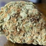 Blackberry Bud