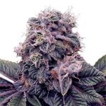 Blackberry Marijuana Strain