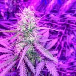 Blueberry Kush Marijuana Strain