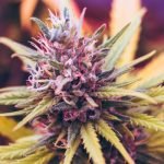 Brownie Scout Marijuana Strain