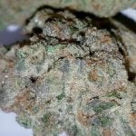 Brownie Scout Strain Marijuana Plant