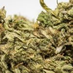 Cannatonic Strain Marijuana Plant