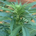 Cement Shoes Marijuana Strain