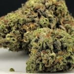 Cement Shoes Strain Marijuana Plant