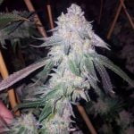Cherry Cookies Marijuana Strain