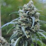 Cinderella 99 Marijuana Strain