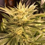 Cinex Marijuana Strain