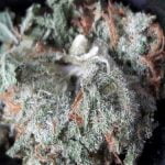 Cinex Strain Marijuana Plant