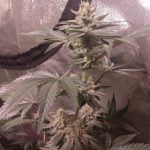 Citral Glue Marijuana Strain