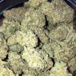 Citral Glue Strain Marijuana Plant