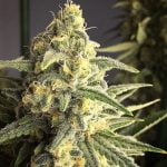 Citrus Sap Marijuana Strain