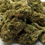 Citrus Sap Strain Marijuana Plant