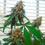 Cotton Candy Marijuana Strain