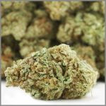 Crazy Glue Bud