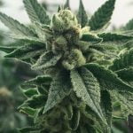 Crazy Glue Marijuana Strain