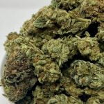 Crazy Glue Strain Marijuana Plant