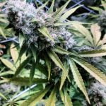 Critical Kush Marijuana Strain