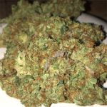 Critical Kush Strain Marijuana Plant