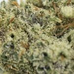 Crunch Berries Strain Marijuana Plant