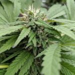 Diamond OG Marijuana Strain